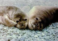 /album/animalsfamous/images-2-jpg1/